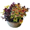Traditional Fall Color In Medium Redstone Bowl>Roger's Gardens Hot