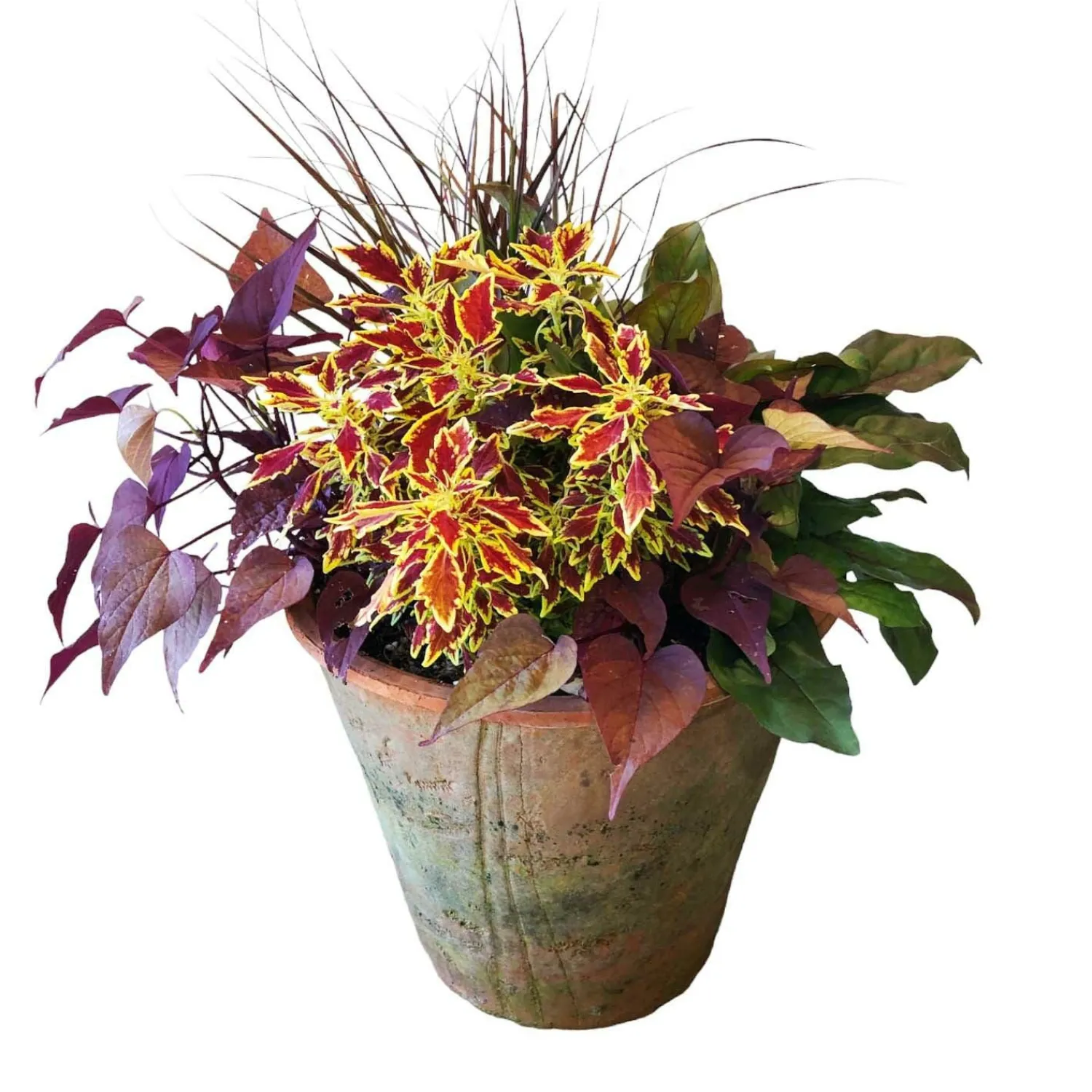traditional_fall_color_in_redstone_flare_pot_0-1.webp Traditional Fall Color In Redstone Flare Pot>Roger's Gardens Sale