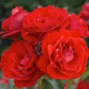Trumpeter - 5 Gallon>Roger's Gardens Flash Sale