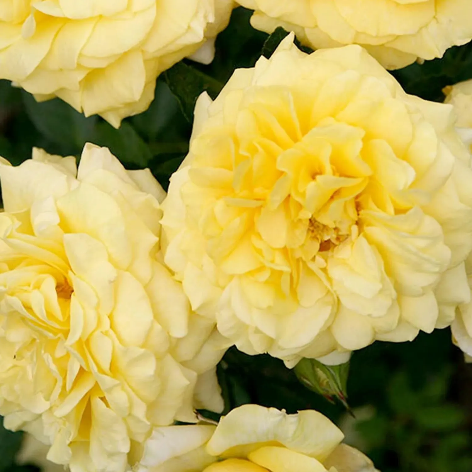 tupelo_honey_sunbelt___gallon_0.webp Tupelo Honey Sunbelt - 5 Gallon>Roger's Gardens Outlet