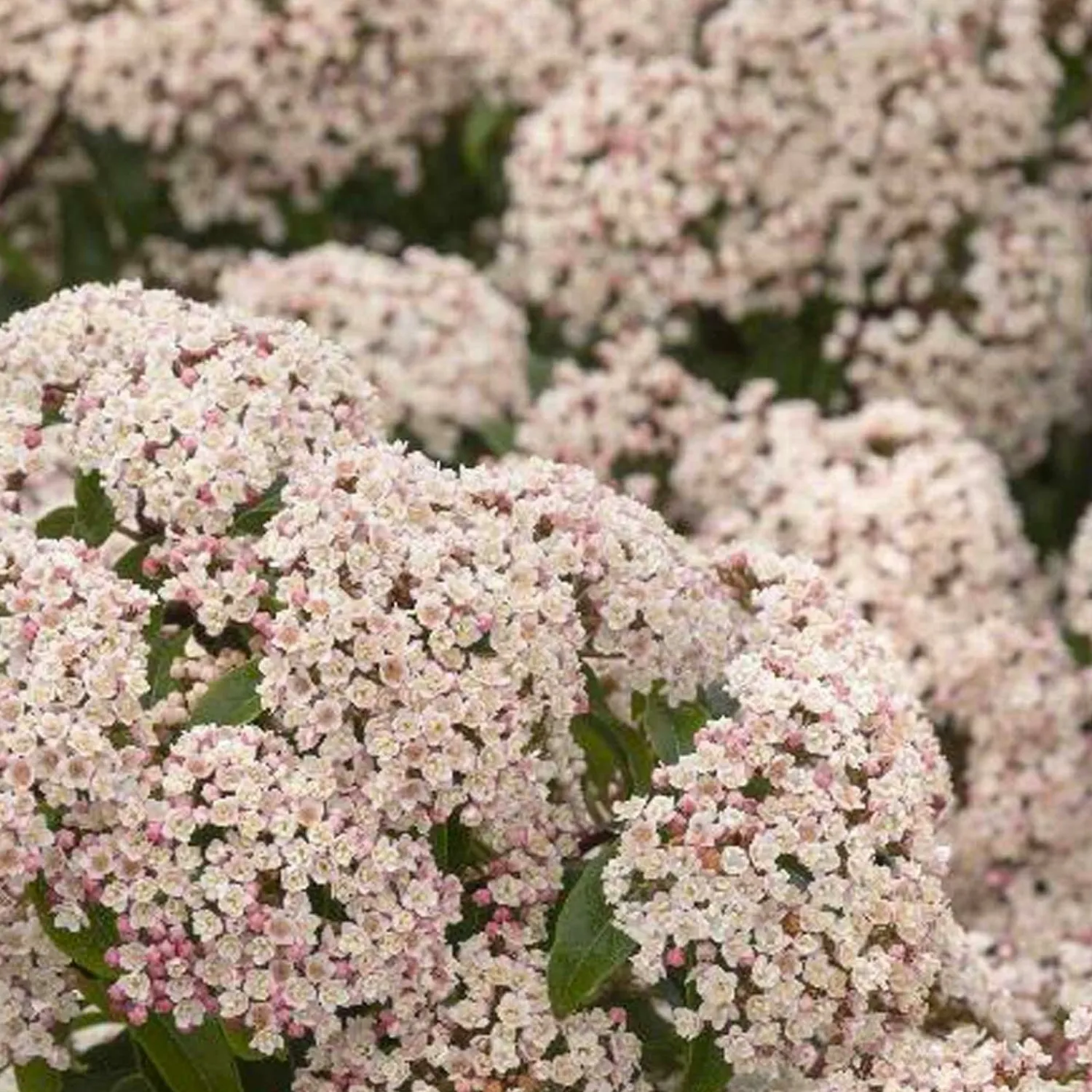 viburnum_tinus_compactum__dwarf_viburnum___gallon_0.webp Viburnum Tinus 'Compactum' - Dwarf Viburnum - 1 Gallon>Roger's Gardens Hot