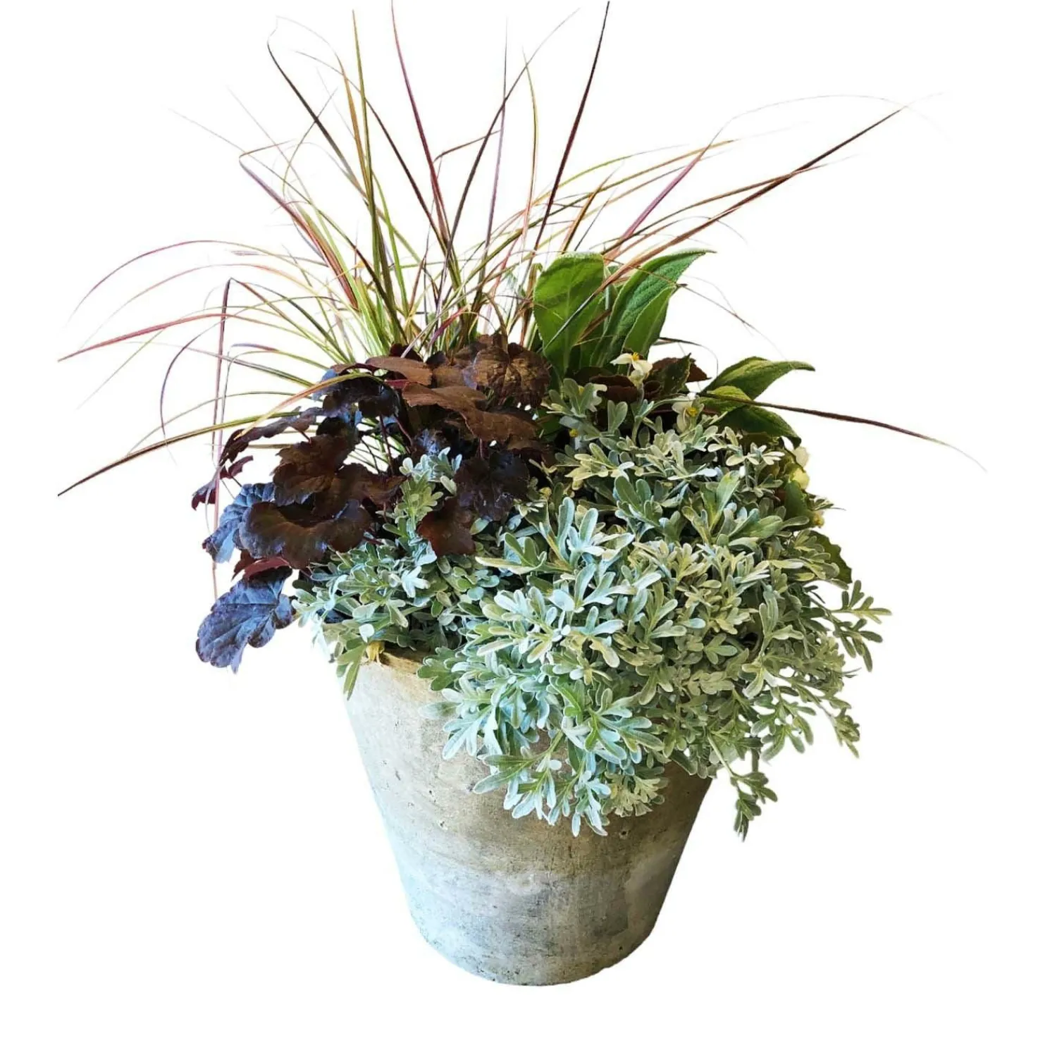 white_autumn_in_redstone_flare_pot_0-1.webp White Autumn In Redstone Flare Pot>Roger's Gardens Outlet