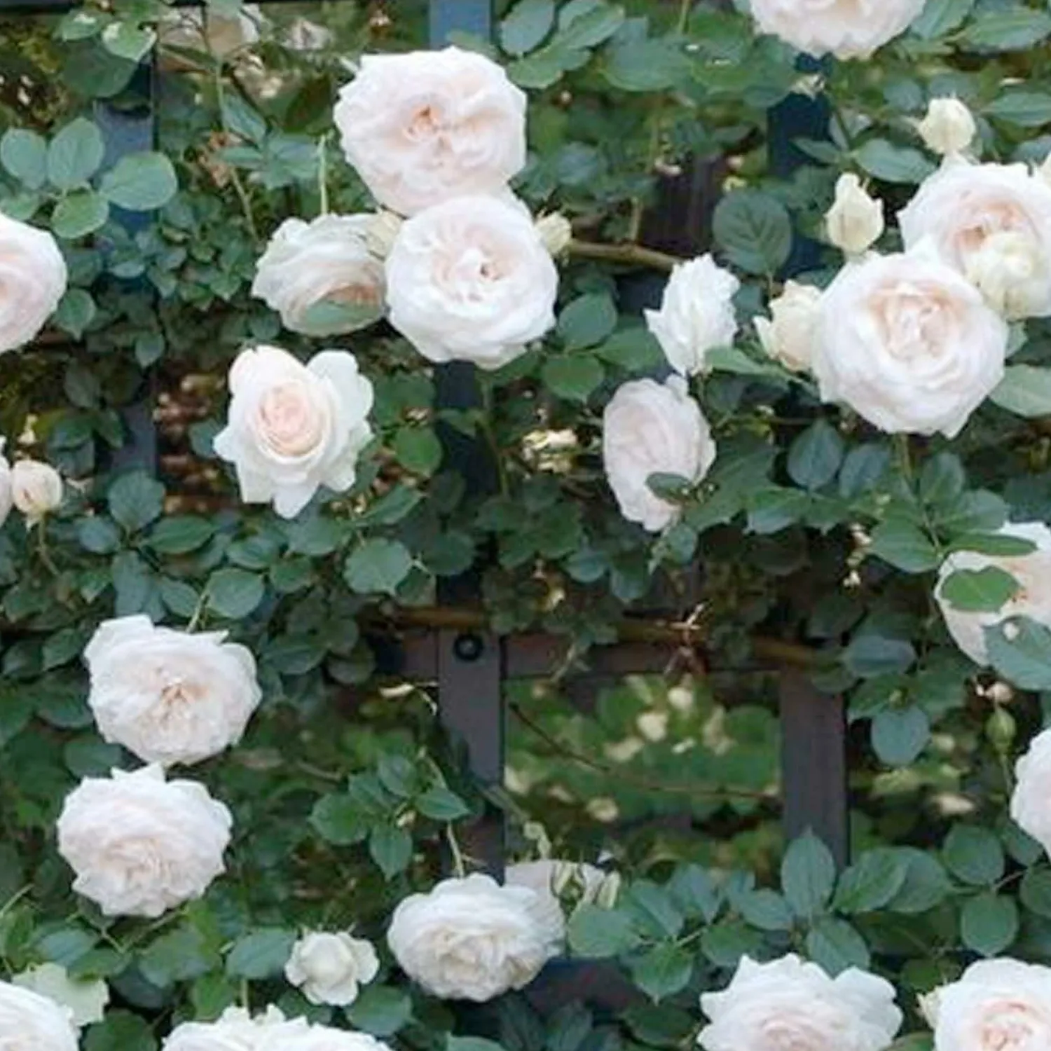 white_eden___gallon_0.webp White Eden - 15 Gallon>Roger's Gardens New