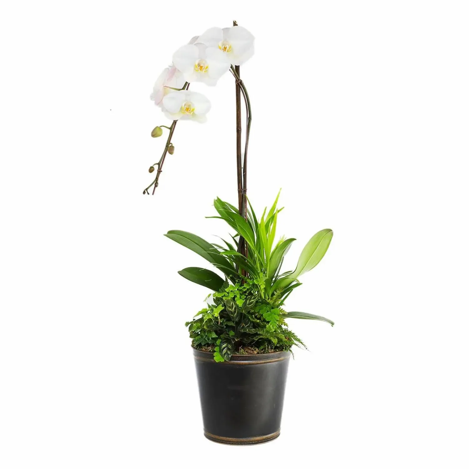 white_orchid_in_large_black_and_copper_tin_0-1.webp White Orchid In Large Black And Copper Tin>Roger's Gardens Discount