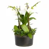 White Orchids In Large Black And Copper Low Tin>Roger's Gardens Store