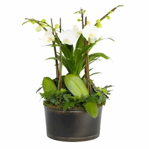White Orchids In Large Black And Copper Low Tin>Roger's Gardens Store