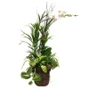 White Phalaenopsis In Large Grapevine Basket>Roger's Gardens Clearance
