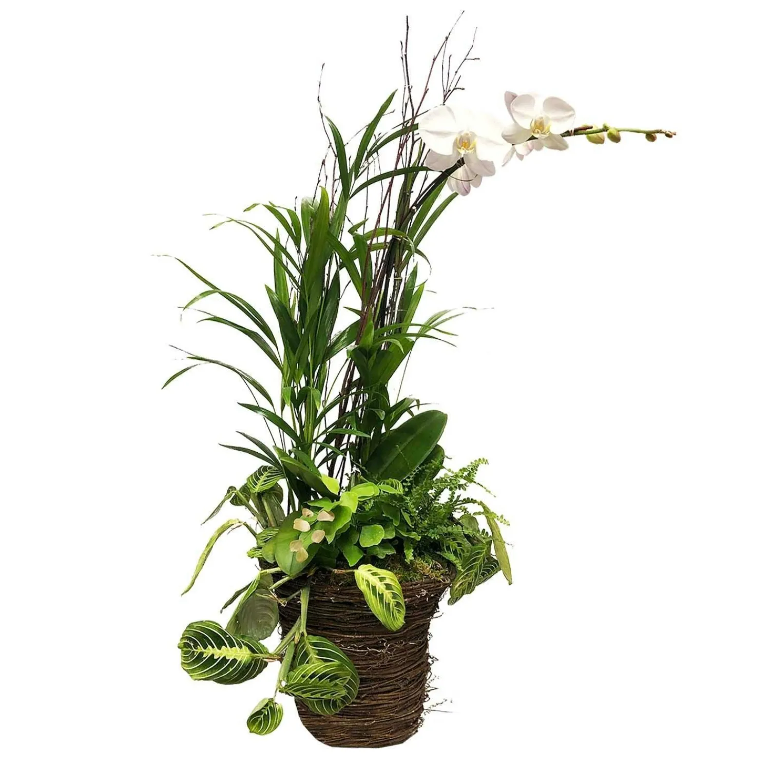 white_phalaenopsis_in_large_grapevine_basket_0.webp White Phalaenopsis In Large Grapevine Basket>Roger's Gardens Clearance