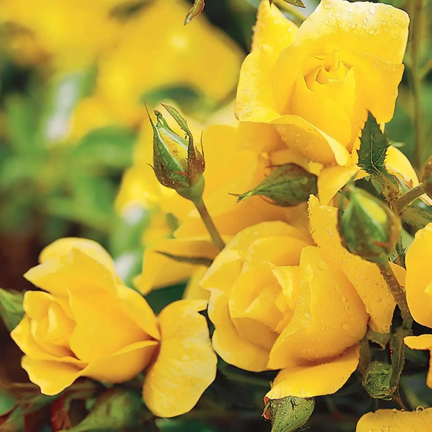 yellow_simplicity___gallon_0.webp Yellow Simplicity - 5 Gallon>Roger's Gardens Clearance